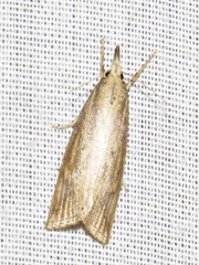 Chilo partellus