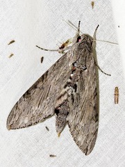 Agrius convolvuli convolvuli