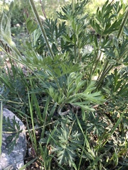 Pulsatilla campanella