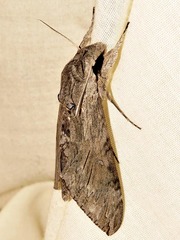 Agrius convolvuli convolvuli