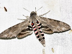 Agrius convolvuli convolvuli