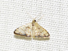 Idaea sublimbaria