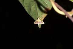 Mabra eryxalis