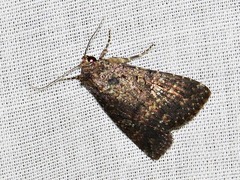 Condica capensis