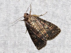 Condica capensis