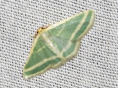 Mixocera frustratoria