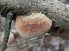 Fomitiporia hippophaeicola
