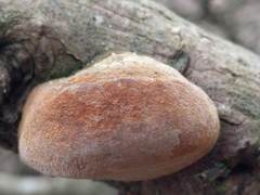 Fomitiporia hippophaeicola