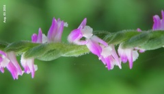 Spiranthes sinensis
