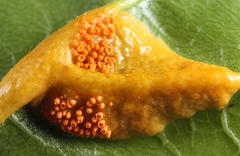 Puccinia coronata