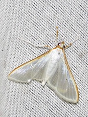 Palpita vitrealis