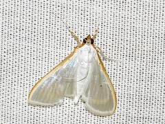 Palpita vitrealis