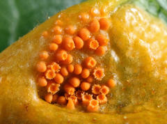 Puccinia coronata