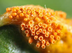 Puccinia coronata