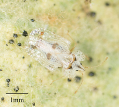 Corythucha confraterna