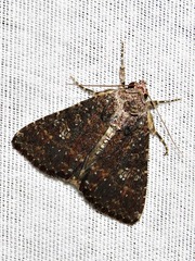 Condica capensis