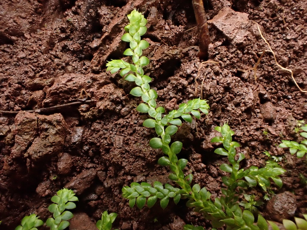 Selaginella sect. Homostachys