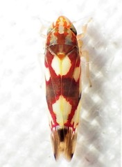 Erythroneura elegans