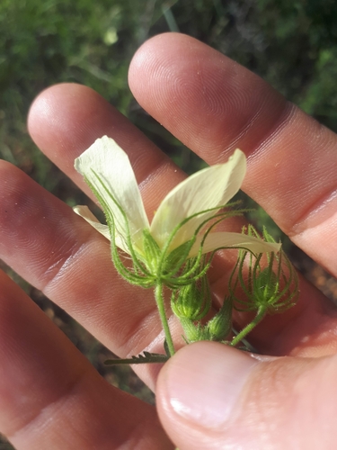 Image of Pavonia transvaalensis by (c) Nic Knott-Craig, some rights reserved (CC BY-SA)