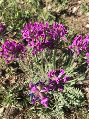 Oxytropis macrosema