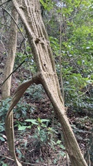 Tetrastigma planicaule