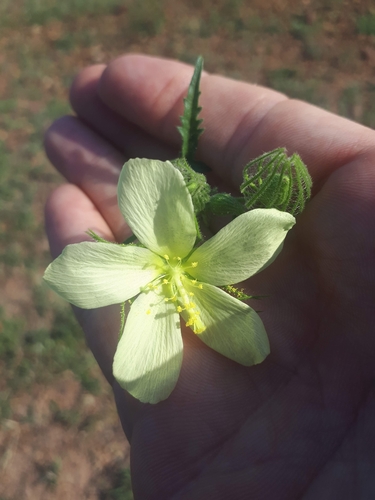 Image of Pavonia transvaalensis by (c) Nic Knott-Craig, some rights reserved (CC BY-SA)