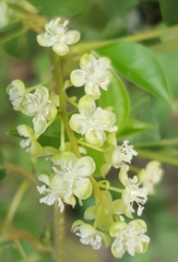 Stegnosperma cubense