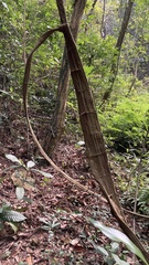 Tetrastigma planicaule