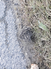 Erinaceus europaeus