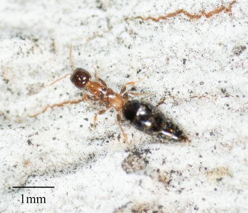 Bethylidae