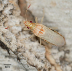 Belonochilus numenius