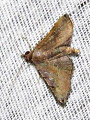 Rhesala moestalis