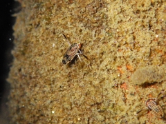 Corixidae