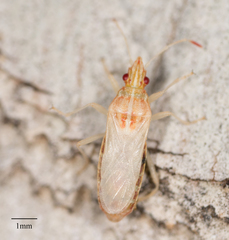 Belonochilus numenius