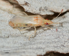 Belonochilus numenius