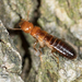 Western Drywood Termite - Photo no rights reserved, uploaded by Jesse Rorabaugh