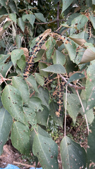 Mallotus paniculatus