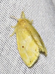 Euproctis bicolor