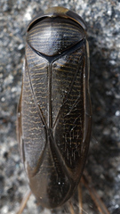 Hesperocorixa sahlbergi