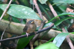 Pellorneum malaccense