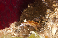 Chromodoris alternata