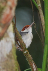 Rufous-Tailed Tailorbird photo 2