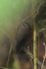 Pellorneum capistratum