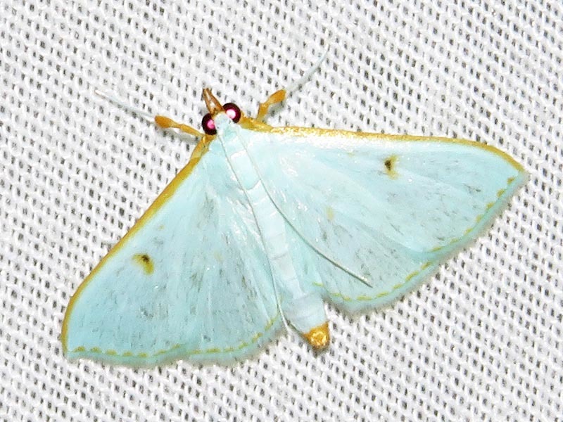 Parotis pyritalis