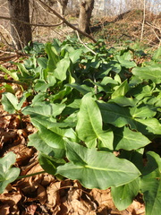 Arum elongatum