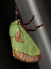 Latoia latistriga
