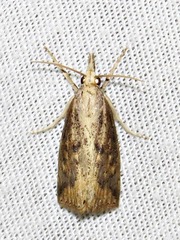 Chilo partellus