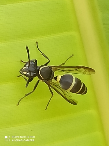 Yellow-banded Polybia Wasp