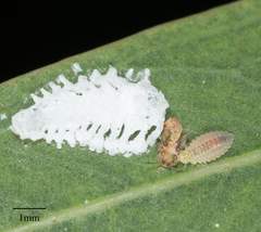 Eucalyptolyma maideni