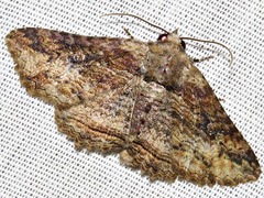 Pericyma mendax